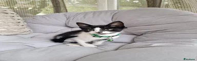 Domestic Shorthair 2