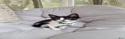 Domestic Shorthair cats for sale: Friendly, cute kittens ready for new homes - Advert 16