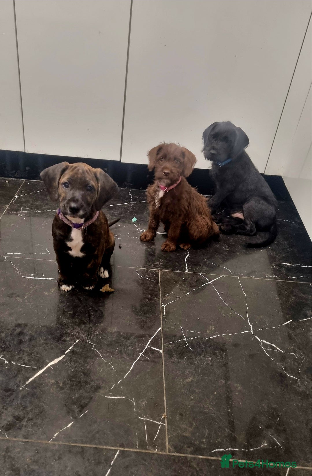 Mixed Breed dogs for sale: Cute little princess  - Image 6