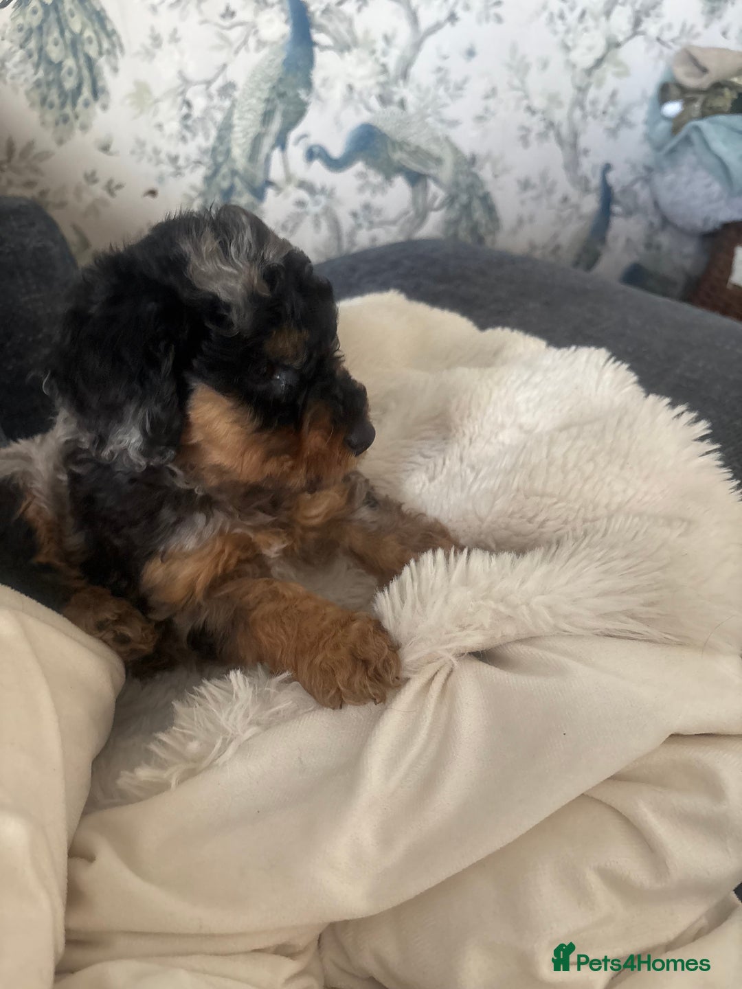 Cockapoo dogs for sale: 2 Male F2 Rare Merle Cockapoo Pups - Image 5