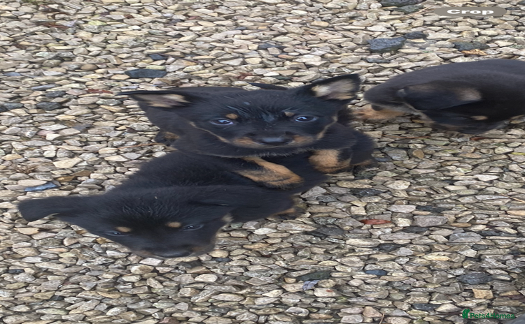 Mixed Breed dogs - Advert 3
