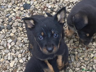 Mixed Breed dogs - Advert 1