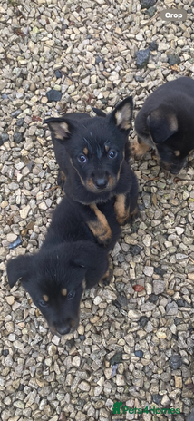 Mixed Breed dogs - Advert 3