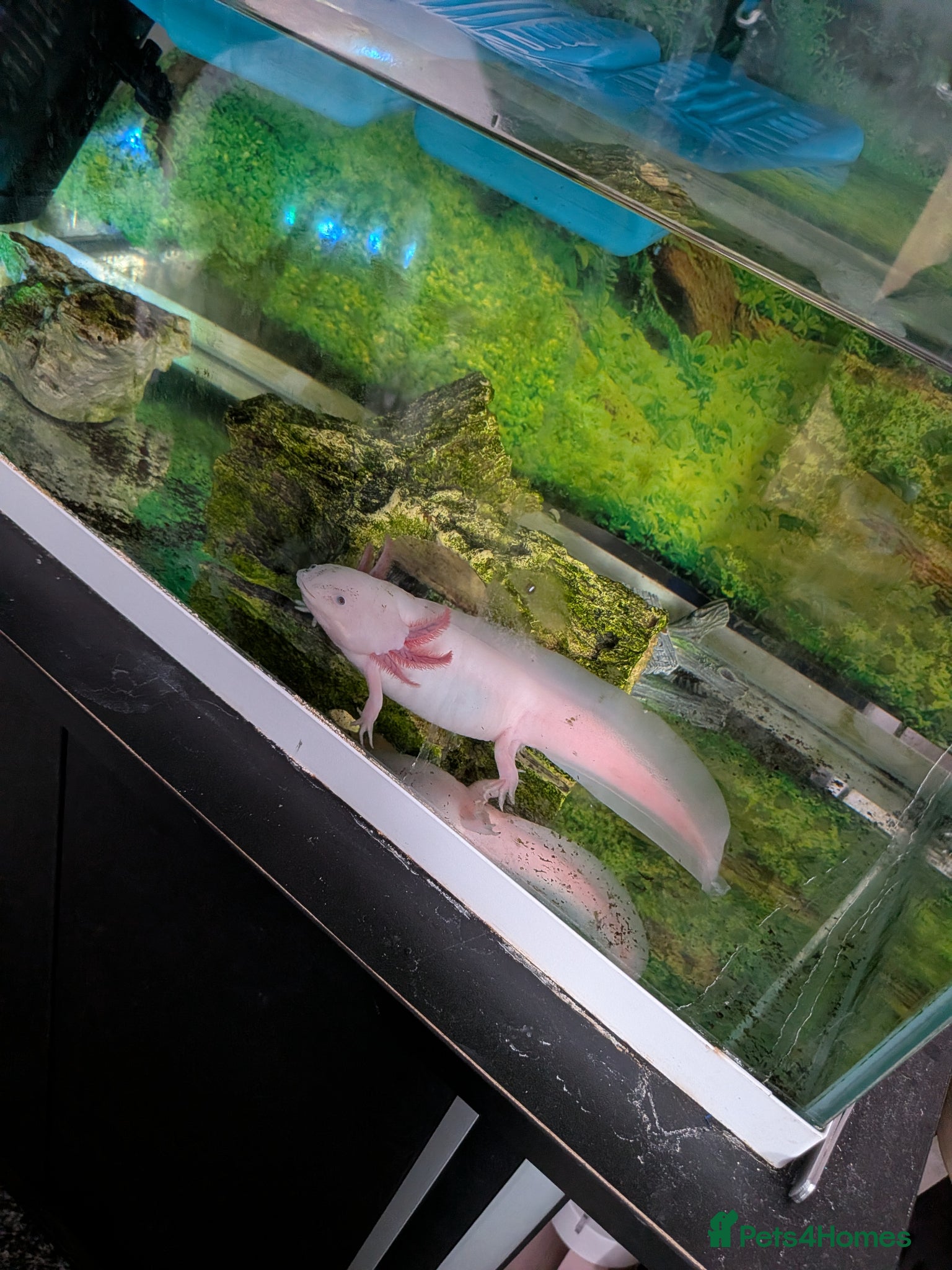 Axolotl reptiles Leucistic Axolotl with full set up  - Advert 1