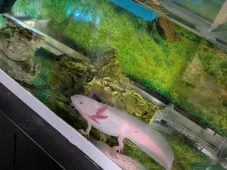 Axolotl reptiles Leucistic Axolotl with full set up - Advert 1