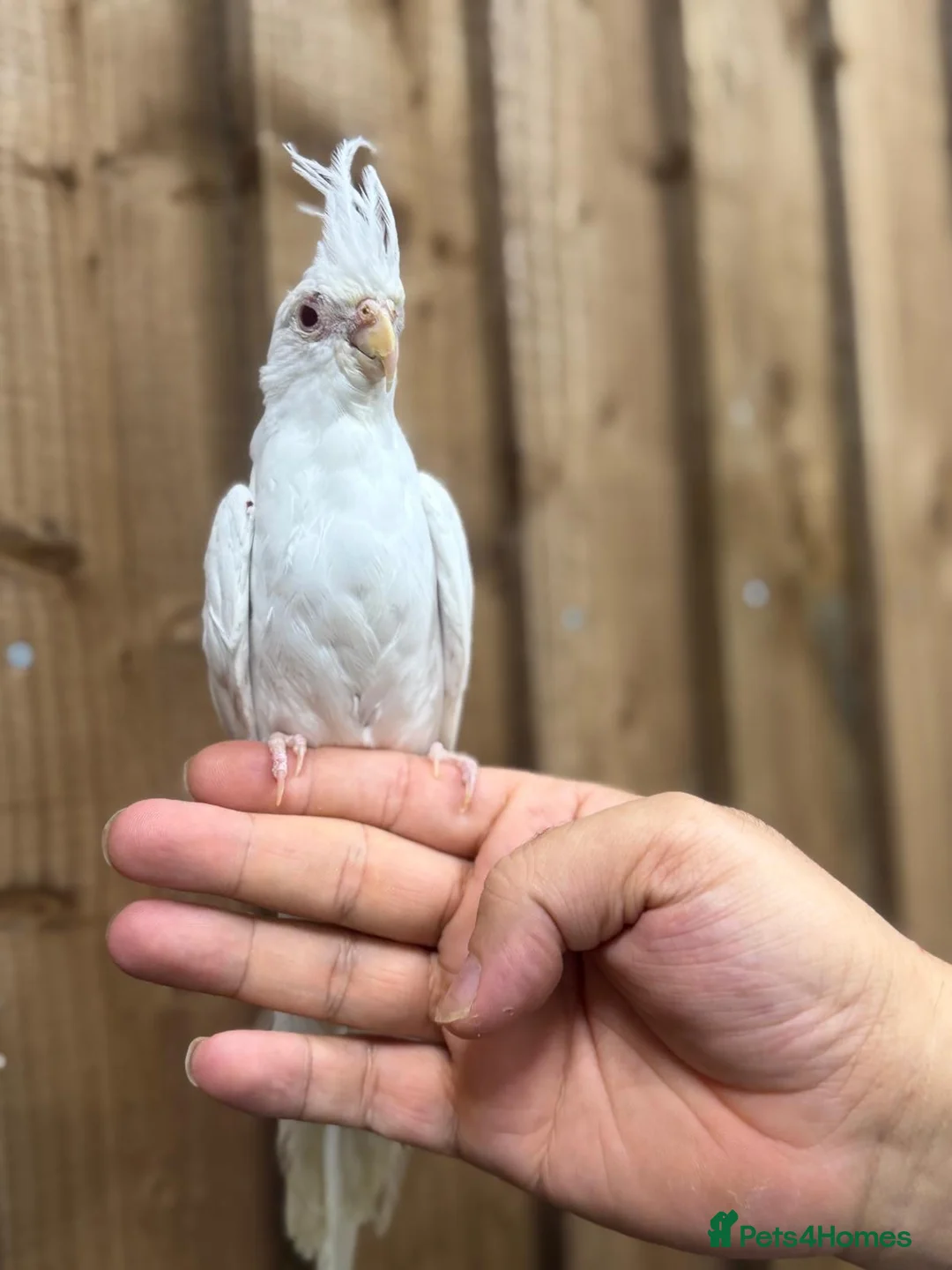 Mixed Breed birds for sale: Baby cocktails  - Advert 9