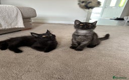 Maine Coon cats for sale: Pedigree Maine CoonsBlack Male & BlackSmoke Female - Image 4