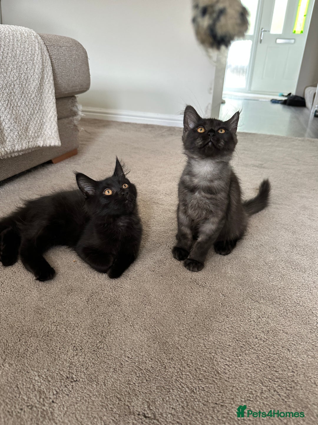 Maine Coon cats for sale: Pedigree Maine CoonsBlack Male & BlackSmoke Female - Image 4