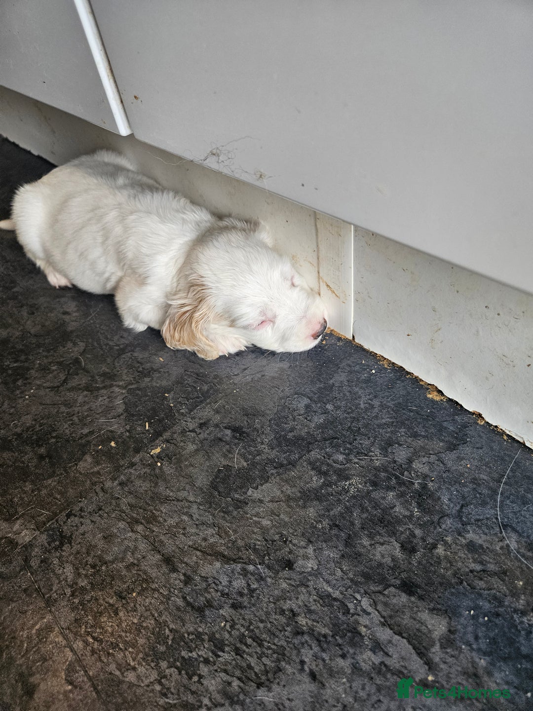 Cocker Spaniel dogs for sale: Beautiful cocker spaniel puppies - Image 3