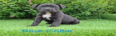 4.💙 Black Staffordshire Bull Terrier Boy 
