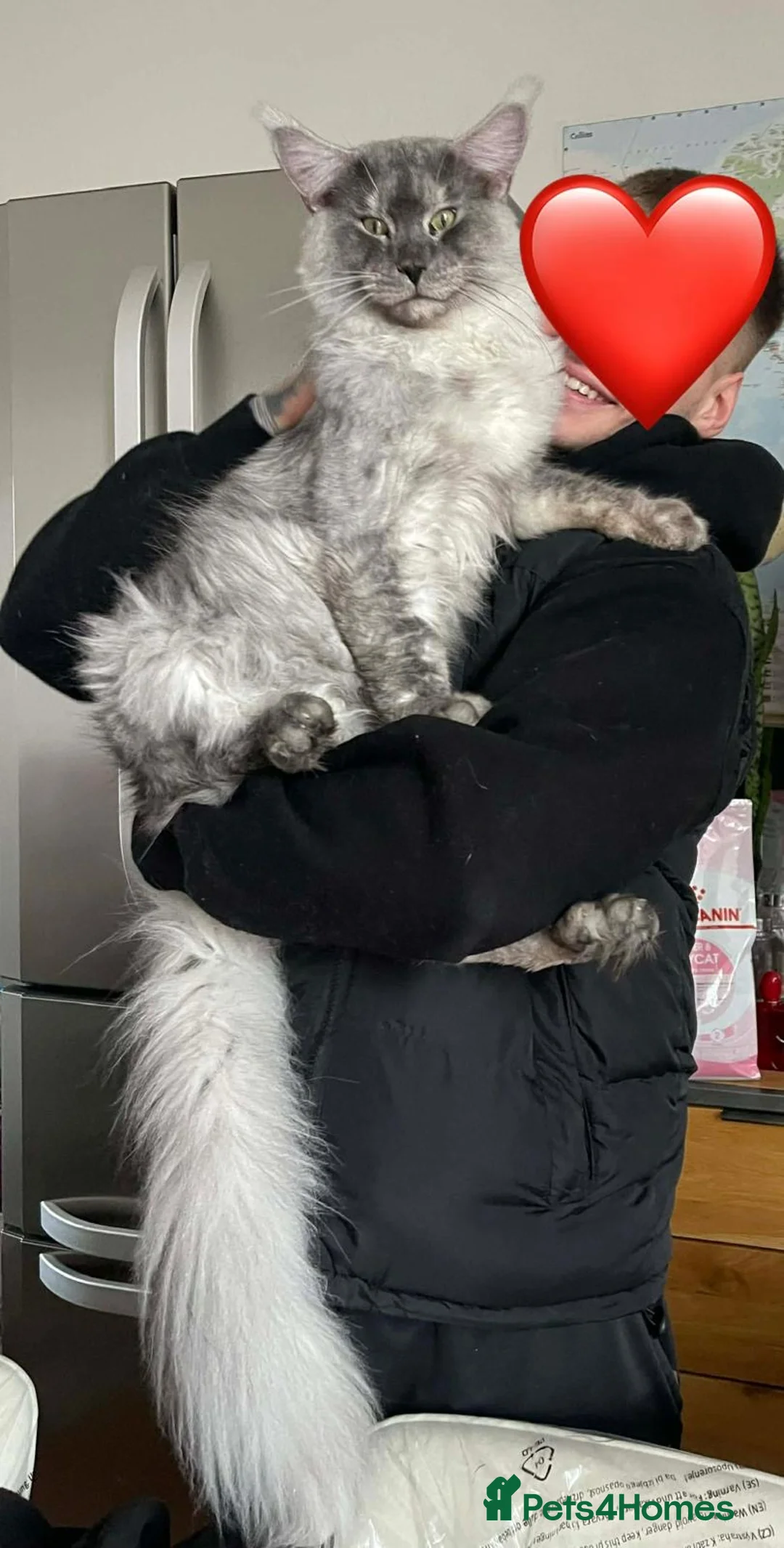 Maine Coon cats for stud: Maine Coon for breeding - Advert 1