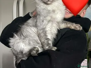 Maine Coon cats for stud: Maine Coon for breeding - Advert 2