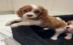 Cavalier King Charles Spaniel dogs for sale: Beautiful cavaliers looking for forever homes - Image 18
