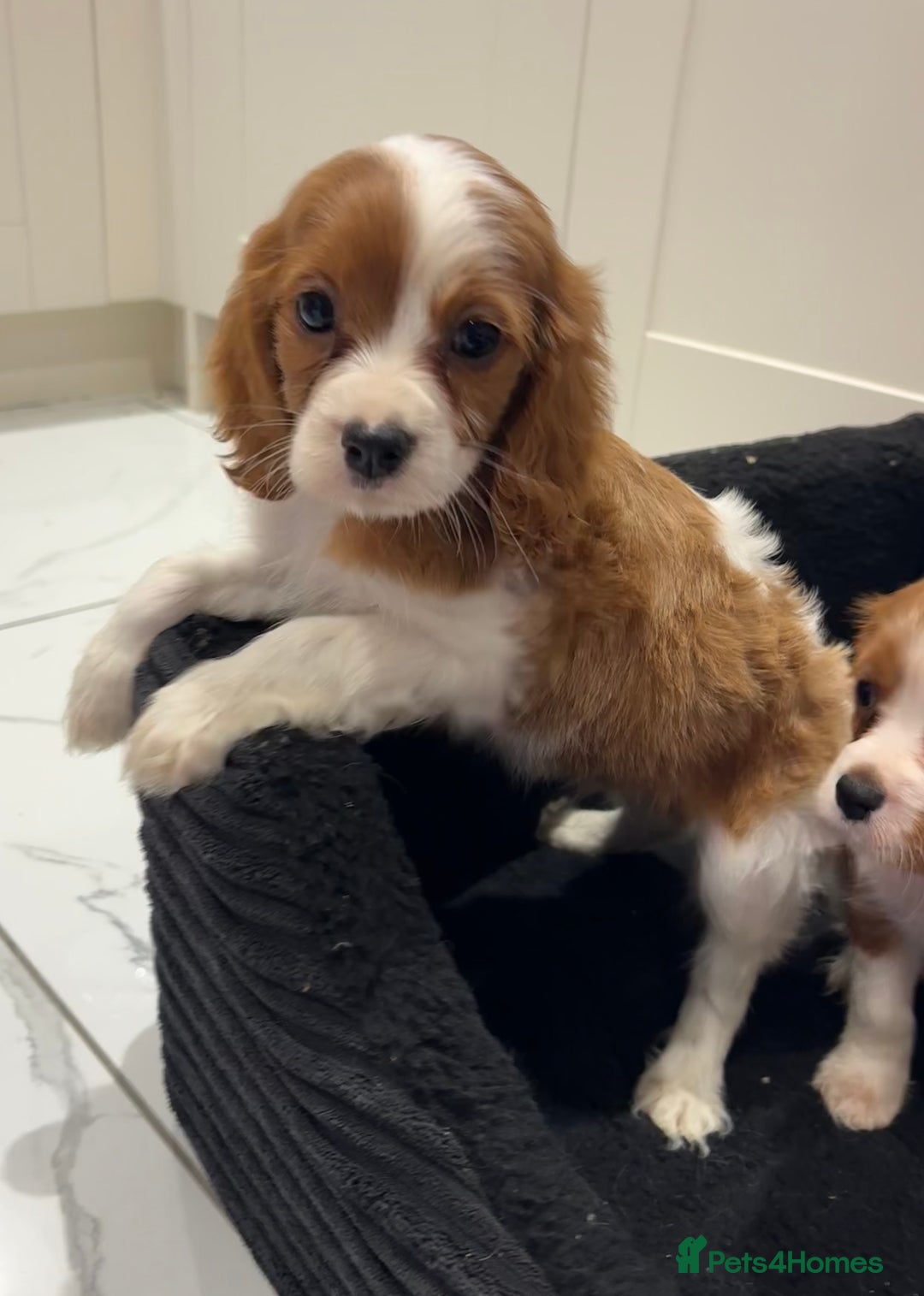 Cavalier King Charles Spaniel dogs for sale: Beautiful cavaliers looking for forever homes - Image 18