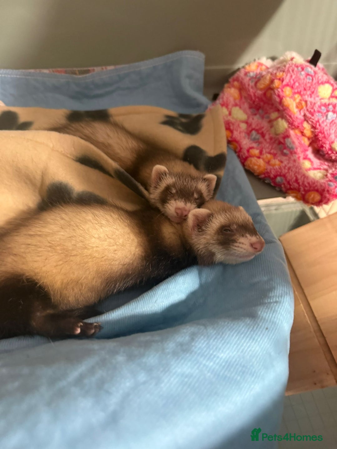 Ferret rodents for sale: X2 ferret females 12 weeks old  - Image 3