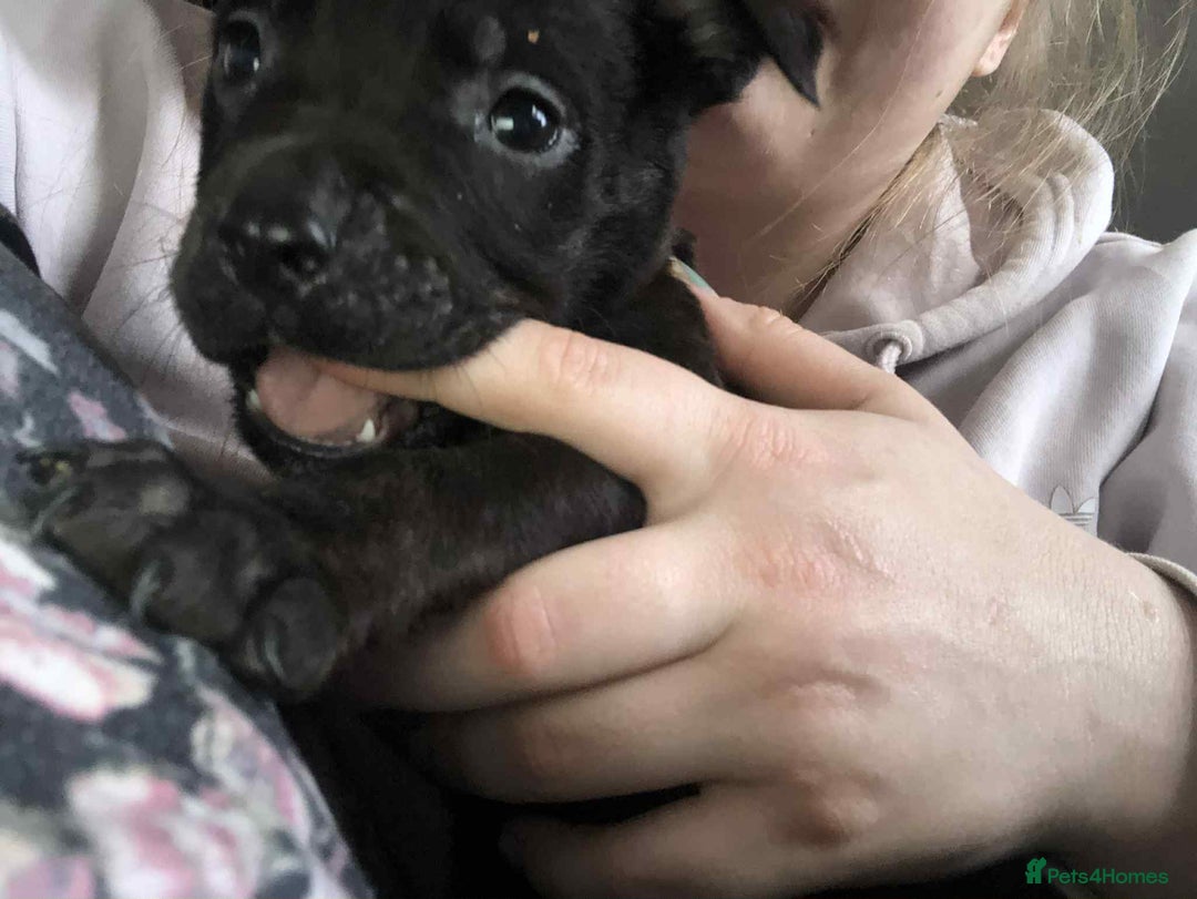 Mixed Breed dogs for sale: 4 stunning boys and 5 even more stunning girls - Advert 12