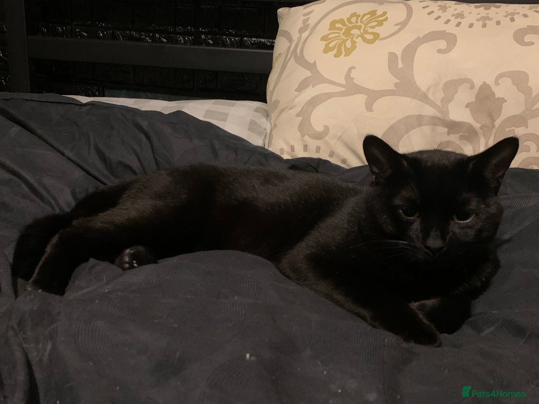 Bombay cats for sale: 1.5Year-Old Cat Looking for a Responsible New Home - Advert 7