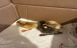 Ducks poultry for sale: 3 runner ducklings ducks Indian runner  - Image 5