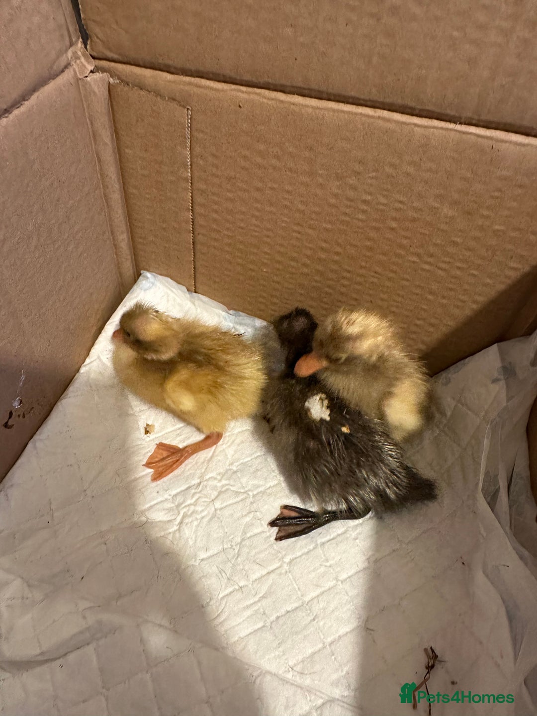 Ducks poultry for sale: 3 runner ducklings ducks Indian runner  - Image 5