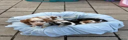 Cocker Spaniel dogs for sale: Playful show type cocker spaniels  in Bury Saint Edmunds - Advert 35