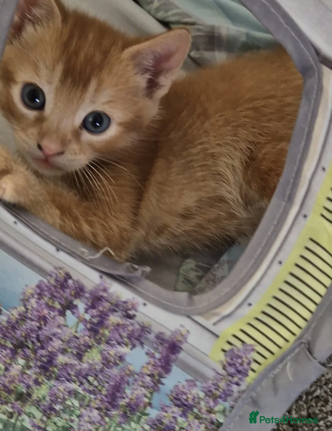 Mixed Breed cats for sale: 3 cute playful kittens  in Peterborough - Advert 1