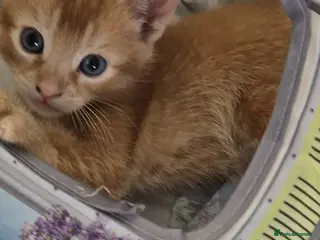 Mixed Breed cats 3 cute playful kittens - Advert 2