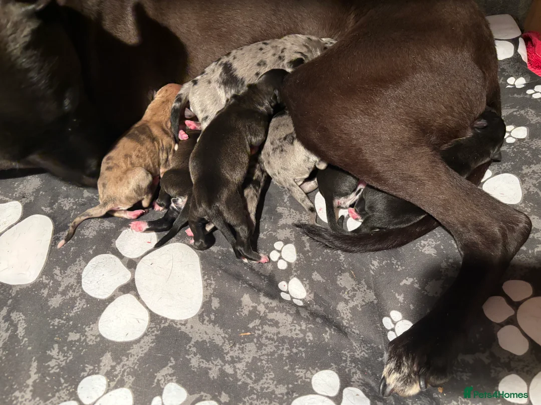 Lurcher dogs for sale: Wheaton collie bull greyhound! in Darlington - Advert 2