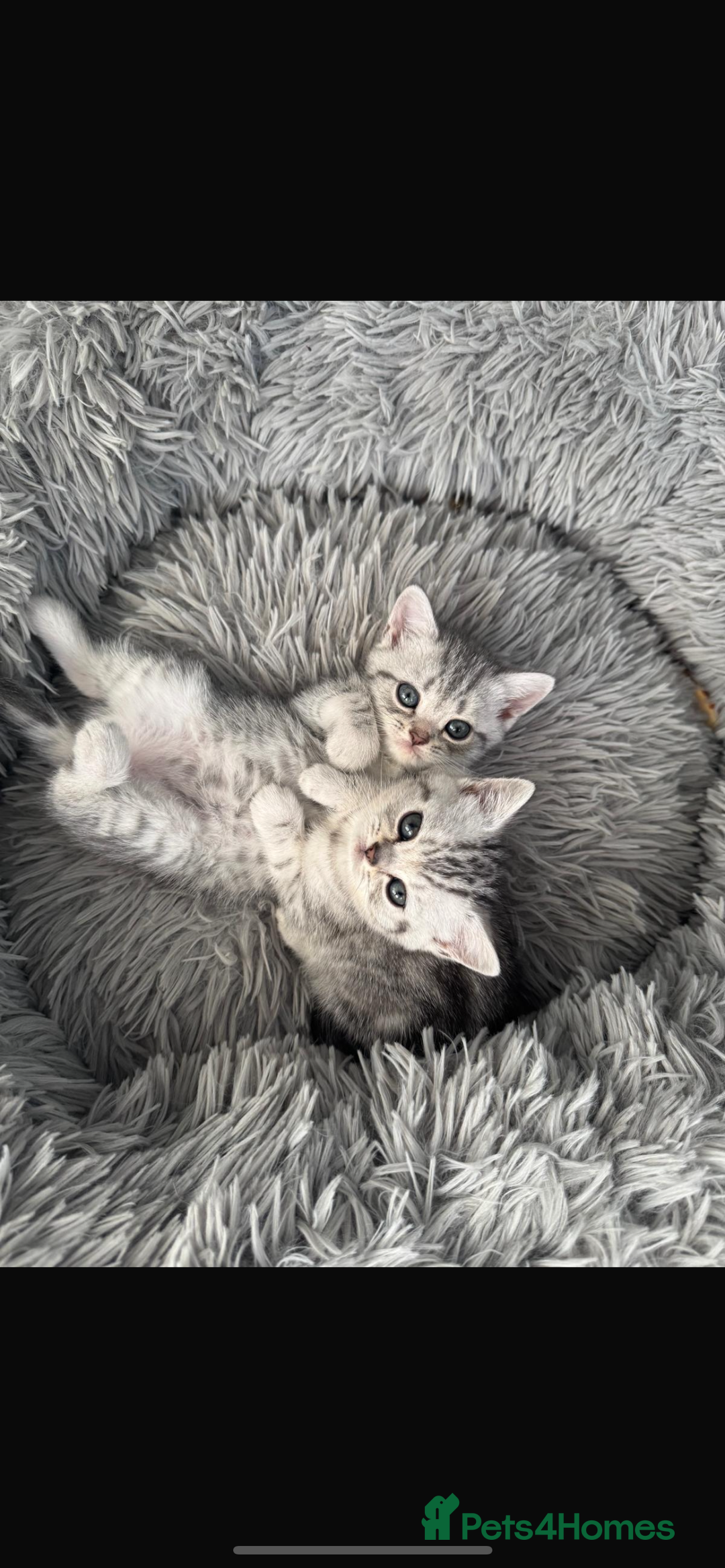 British Shorthair cats for sale: Last Chunky Golden Boy  ❤️ - Image 12