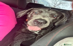 Cane Corso dogs for sale: Cane corso - pablo - Image 5
