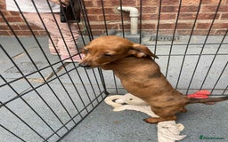 Dachshund dogs for sale: Gorgeous Dachshund Puppies  - Image 8