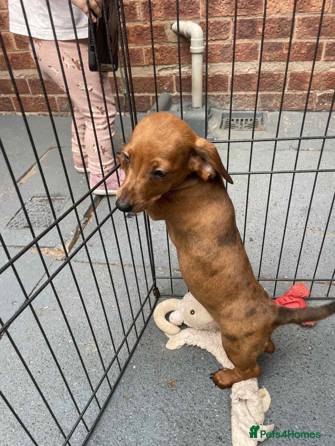 Dachshund dogs for sale: Gorgeous Dachshund Puppies  - Image 8