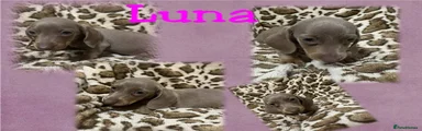 Dachshund Puppy 5