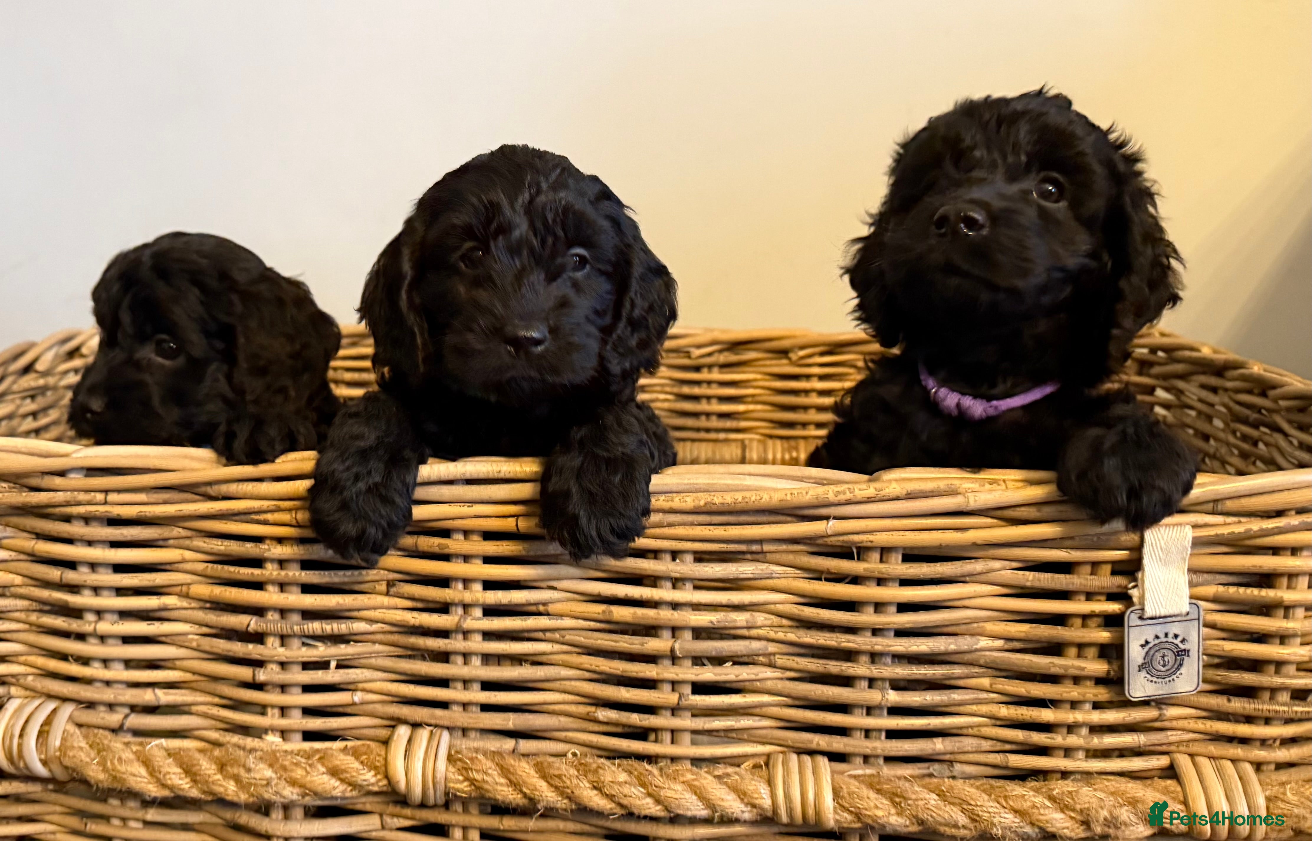 Cockapoo dogs Stunning litter of F1 Cockapoo Puppies  - Advert 1