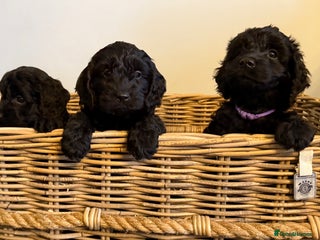 Cockapoo dogs Stunning litter of F1 Cockapoo Puppies - Advert 1