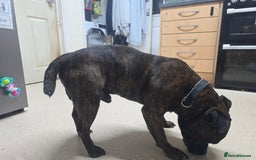 Staffordshire Bull Terrier dogs for sale: To good home - Image 9