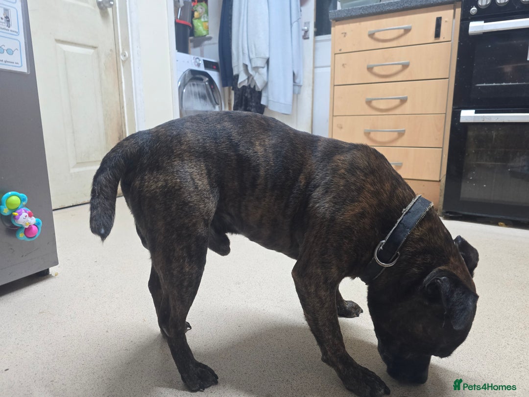 Staffordshire Bull Terrier dogs for sale: To good home - Image 9