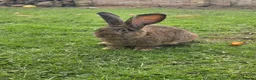 Continental Giant rabbits for sale: ready to go. - Advert 3