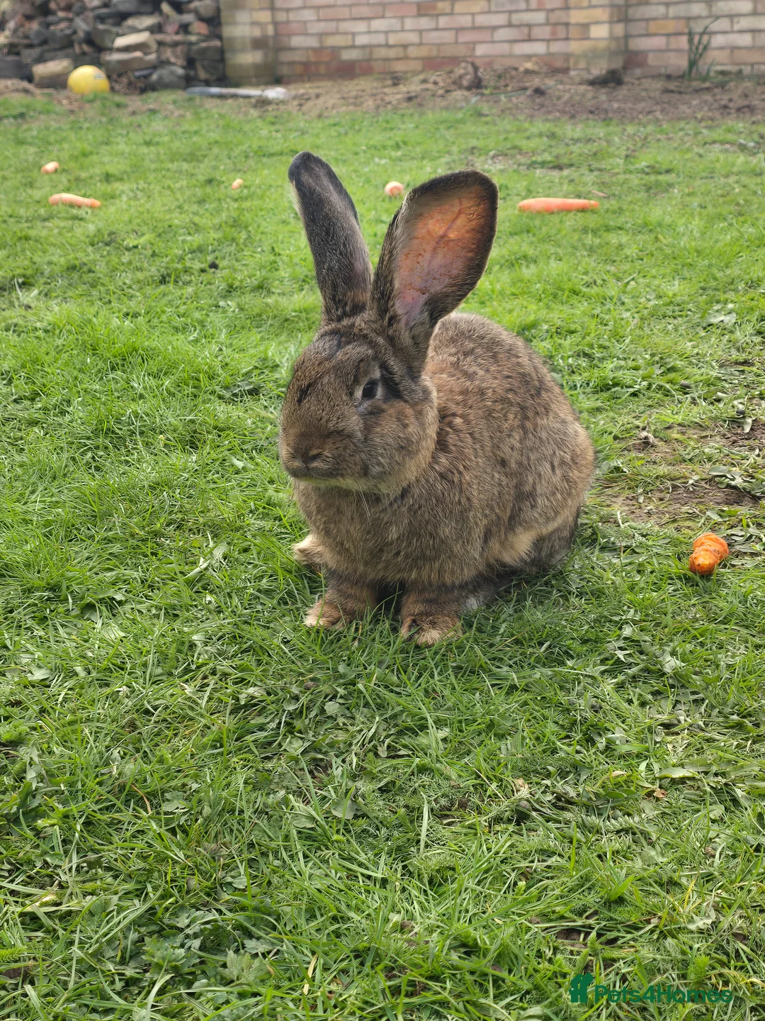Continental Giant rabbits for sale: ready to go. - Advert 3