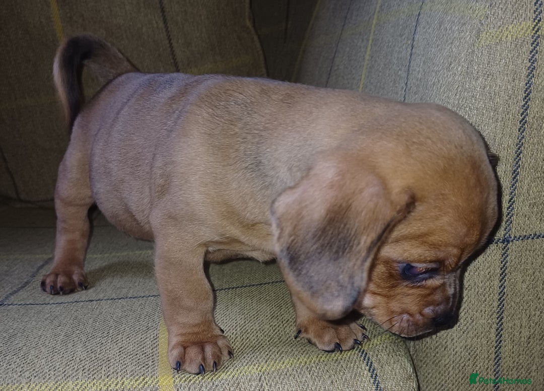 Pug x puppies for sale in Leicester Pets4Homes