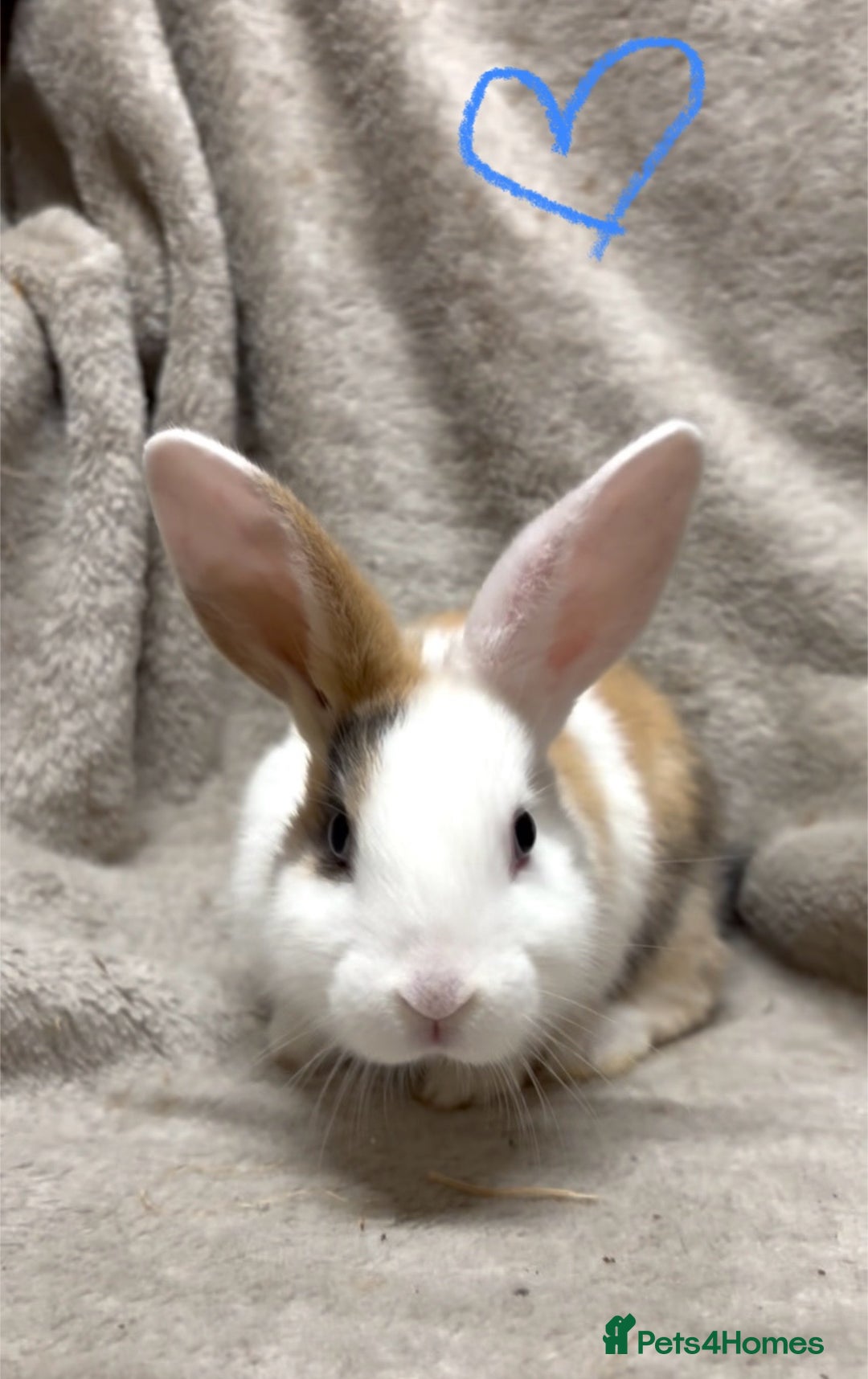 Mixed Breed rabbits for sale: 4 Beautiful baby mix breed bunnies  - Advert 21