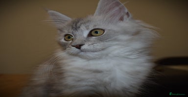 Maine Coon cats - Advert 9