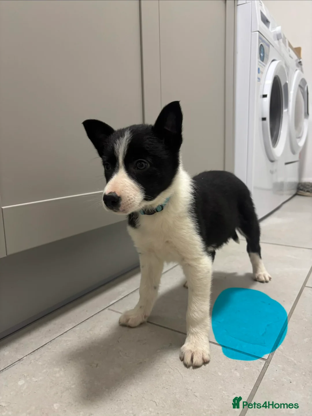 Border Collie dogs for sale: Border Collie puppies for sale - Advert 14