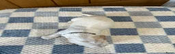 Cocker Spaniel dogs for sale: Health Tested Kc Show Type Cocker Spaniel Puppies - Advert 12