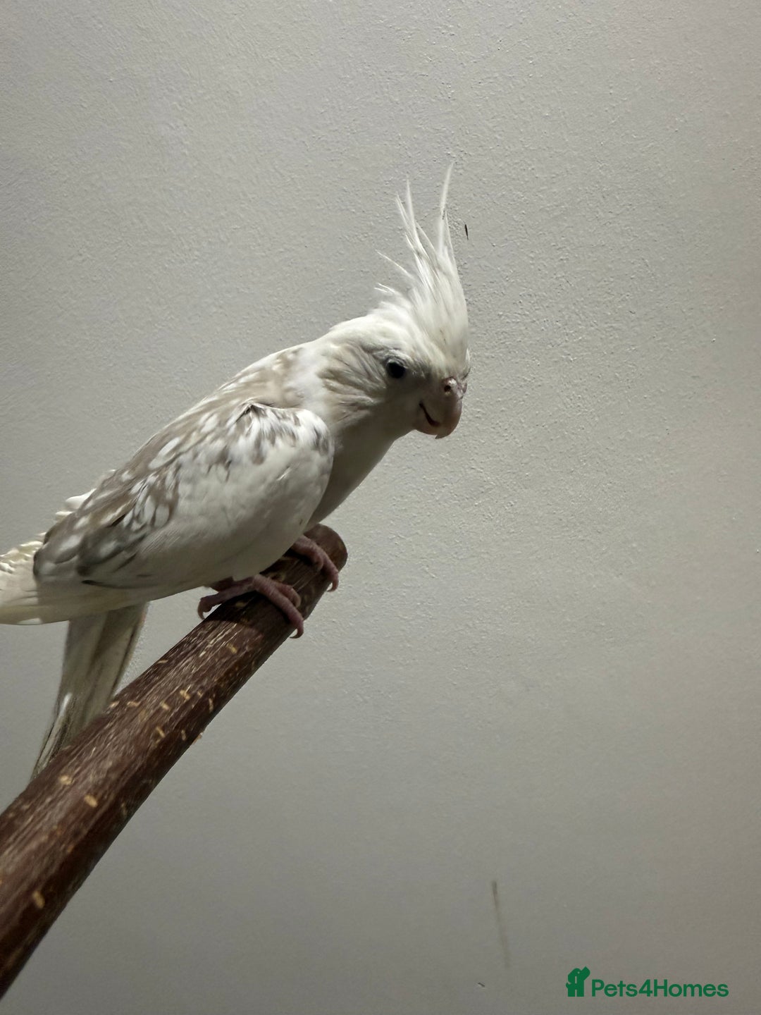 Cockatiels birds for sale: Beautiful Cockatiels for sale  - Advert 6