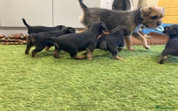 Border Terrier dogs for sale: Border Terrier puppies  - Image 6