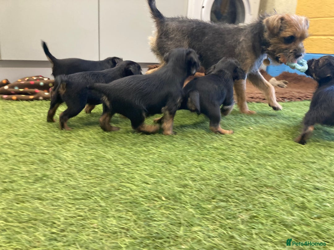 Border Terrier dogs for sale: Border Terrier puppies  - Image 6