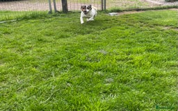Jack Russell dogs for stud: Jack Russell available for stud  - Image 3