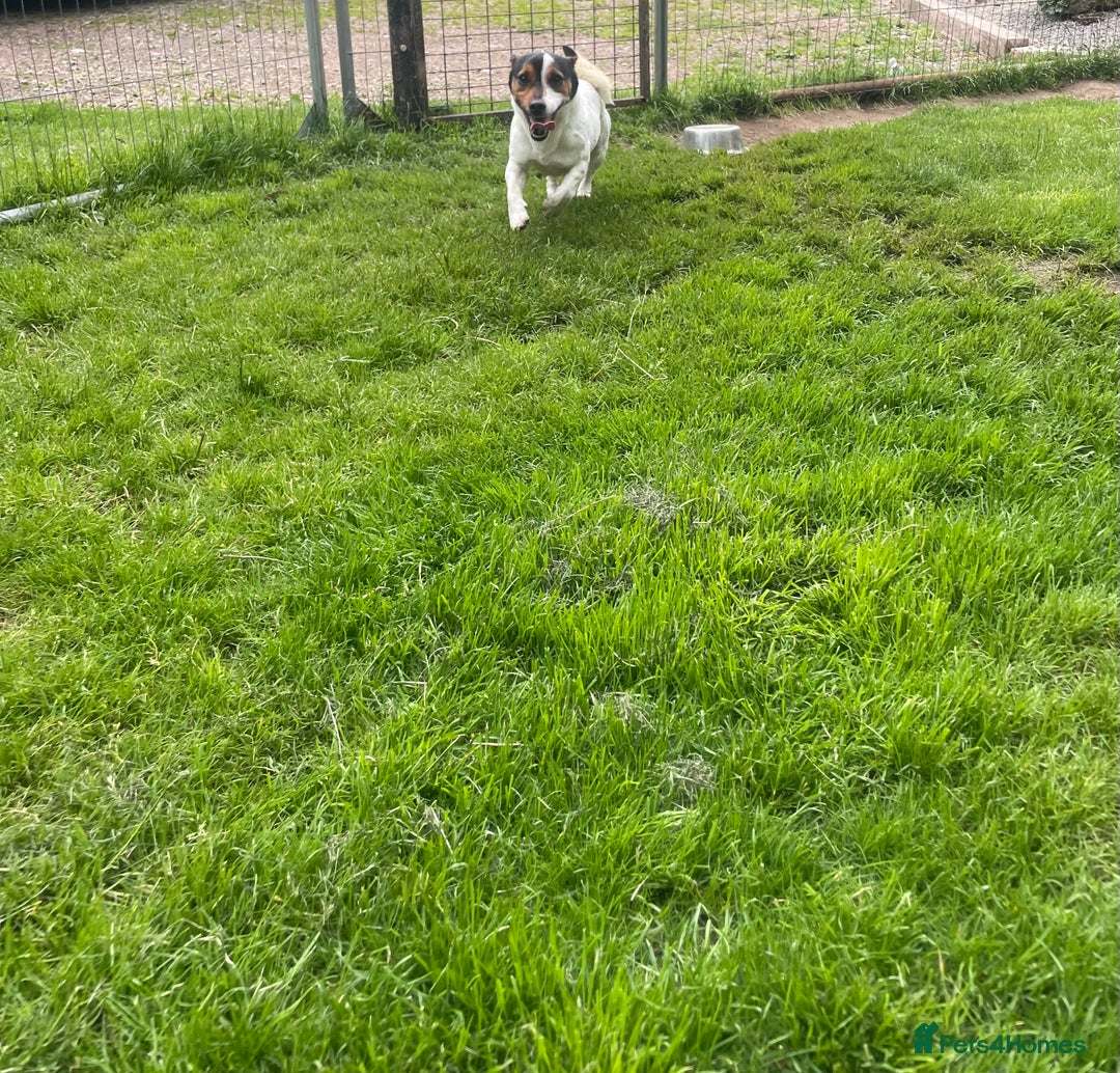 Jack Russell dogs for stud: Jack Russell available for stud  - Image 3