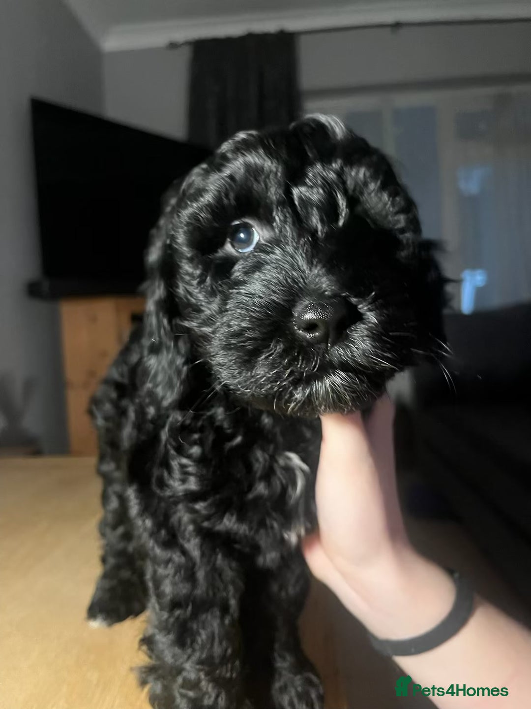 Cockapoo dogs for sale: Ready now black baby girl cockerpoo - Advert 4