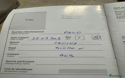 Bichon Frise dogs for adoption: Meet PACO - a Lovely little boy, for a Loving Home - Image 11